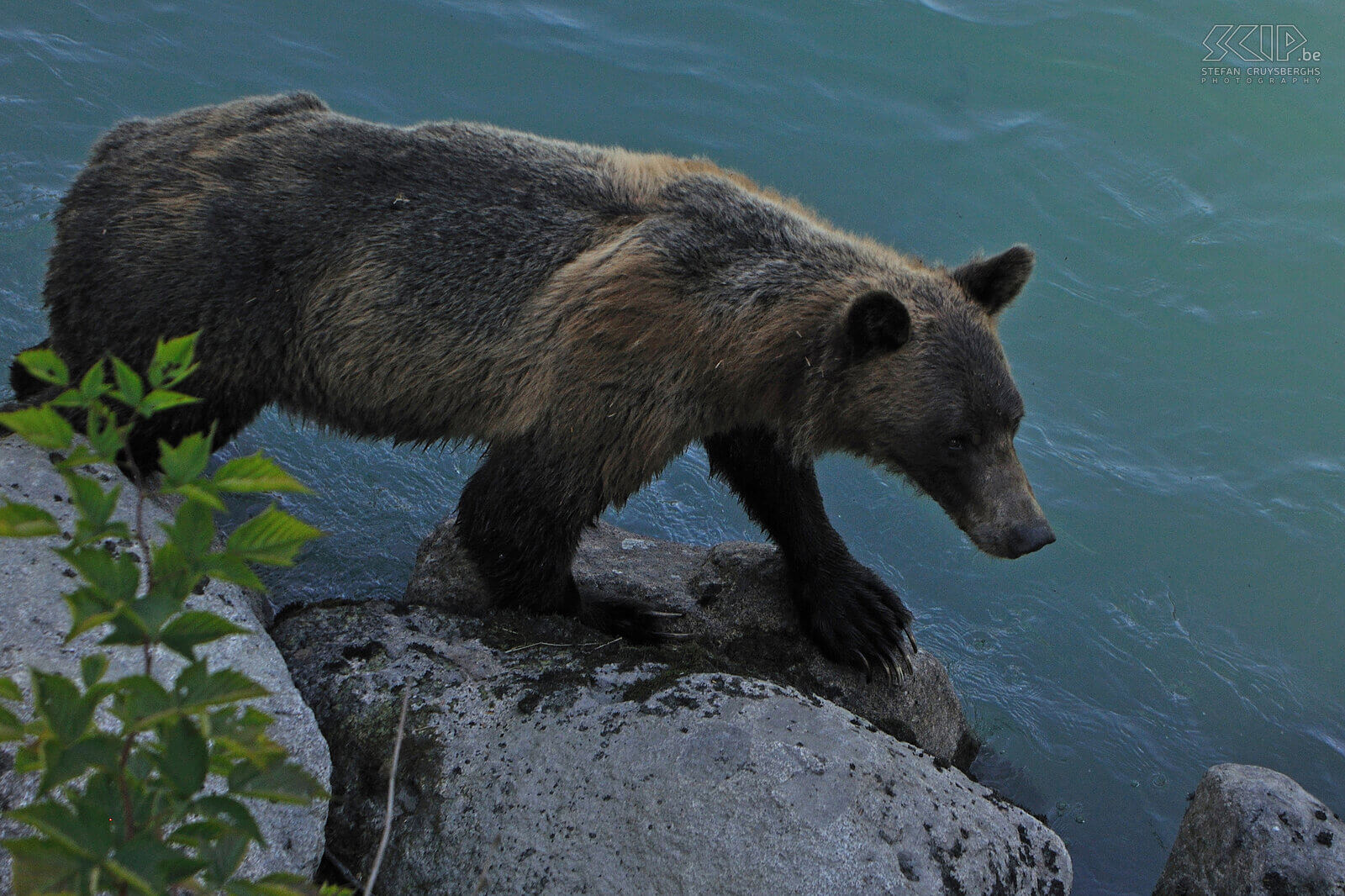 Bute Inlet - Bruine beer Deze magere bruine beer passeert onder onze kijkhut Stefan Cruysberghs
